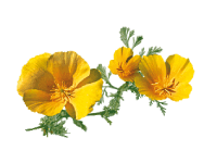 Eschscholzia