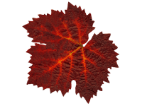 Vigne rouge