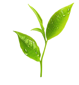 Feuille thé