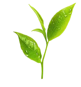 Feuille thé