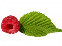 feuilles-de-framboisier