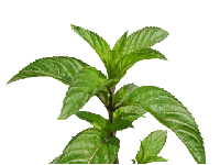 Menthe poivrée