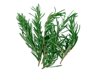 Romarin