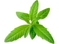 Verveine
