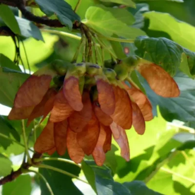 Erable à feuilles d'obier