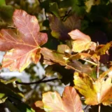 Acer opalus feuilles