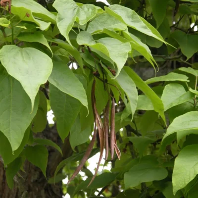 Catalpa speciosa