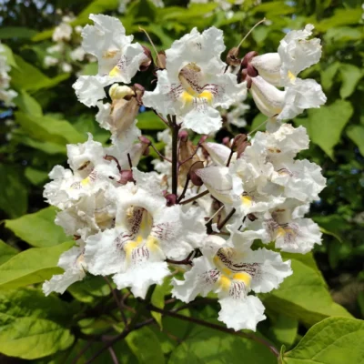 Catalpa speciosa