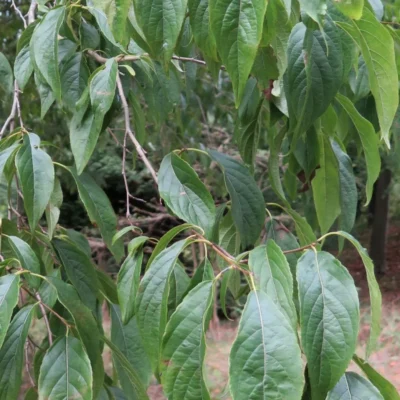 Arbre à gutta percha