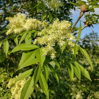 Fraxinus ornus