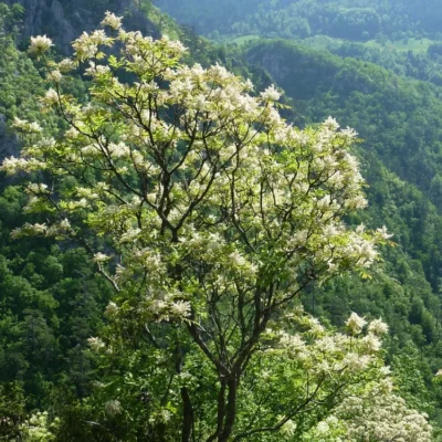 Fraxinus ornus ou Frêne à fleurs