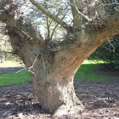Fevier de la Caspienne