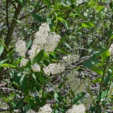 Ceanothus integerrimus