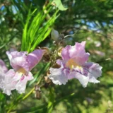 Chilopsis linearis