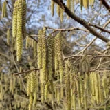 Corylus colurna