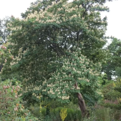 Maackia de l’Amour