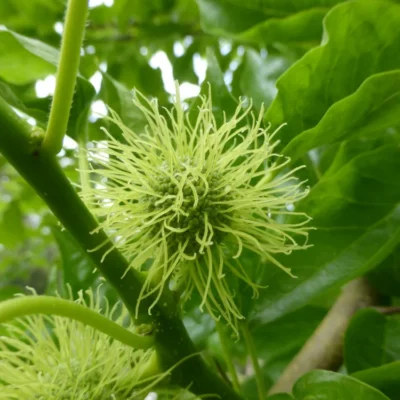 Maclura pomifera
