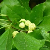 Maclura tricuspidata