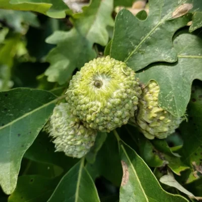 Chêne à gros gland