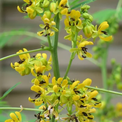Senna marilandica