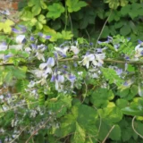 Sophora du Père David