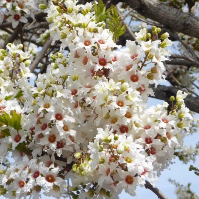 xanthoceras sorbifolium